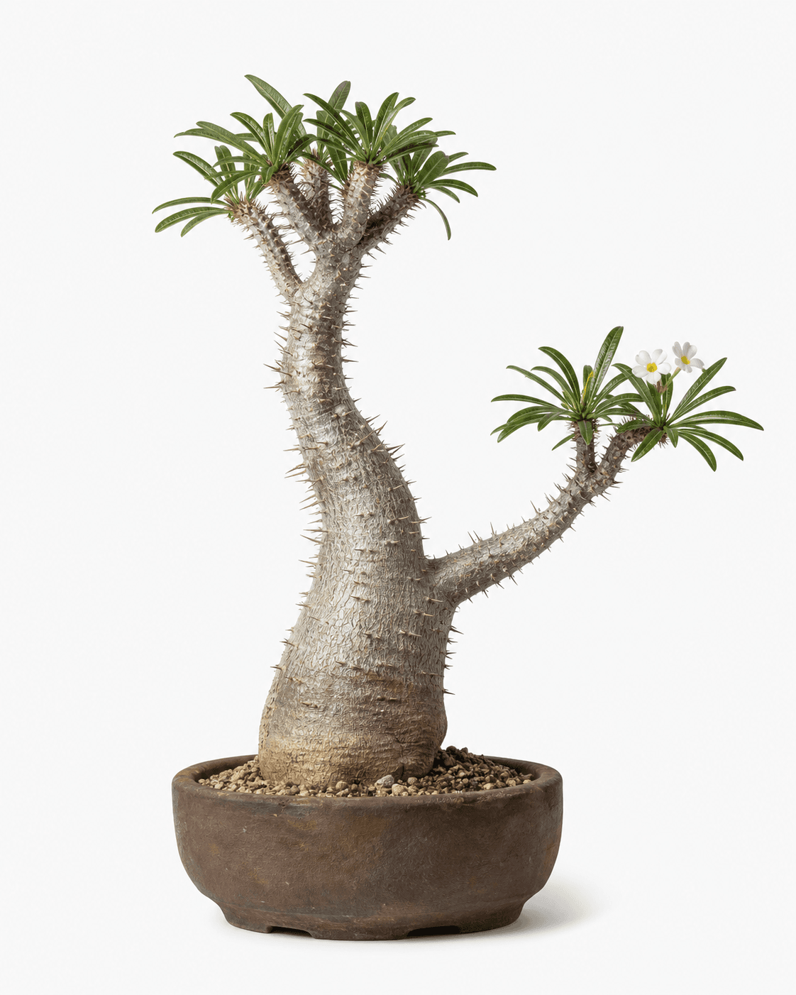 Madagascar palm bonsai with a spiny silver trunk, narrow terminal leaves, white flowers, and a deep brown unglazed pot