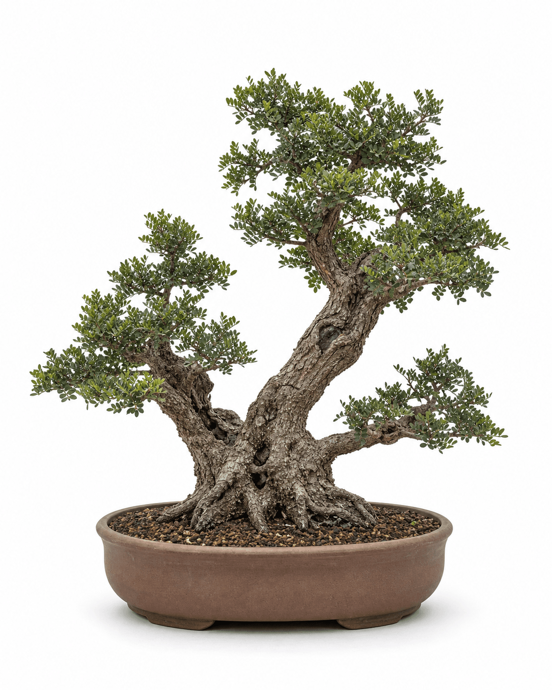 Mastic tree bonsai with a weathered twin-leader trunk, fine pinnate foliage, and an unglazed warm terracotta-brown oval pot
