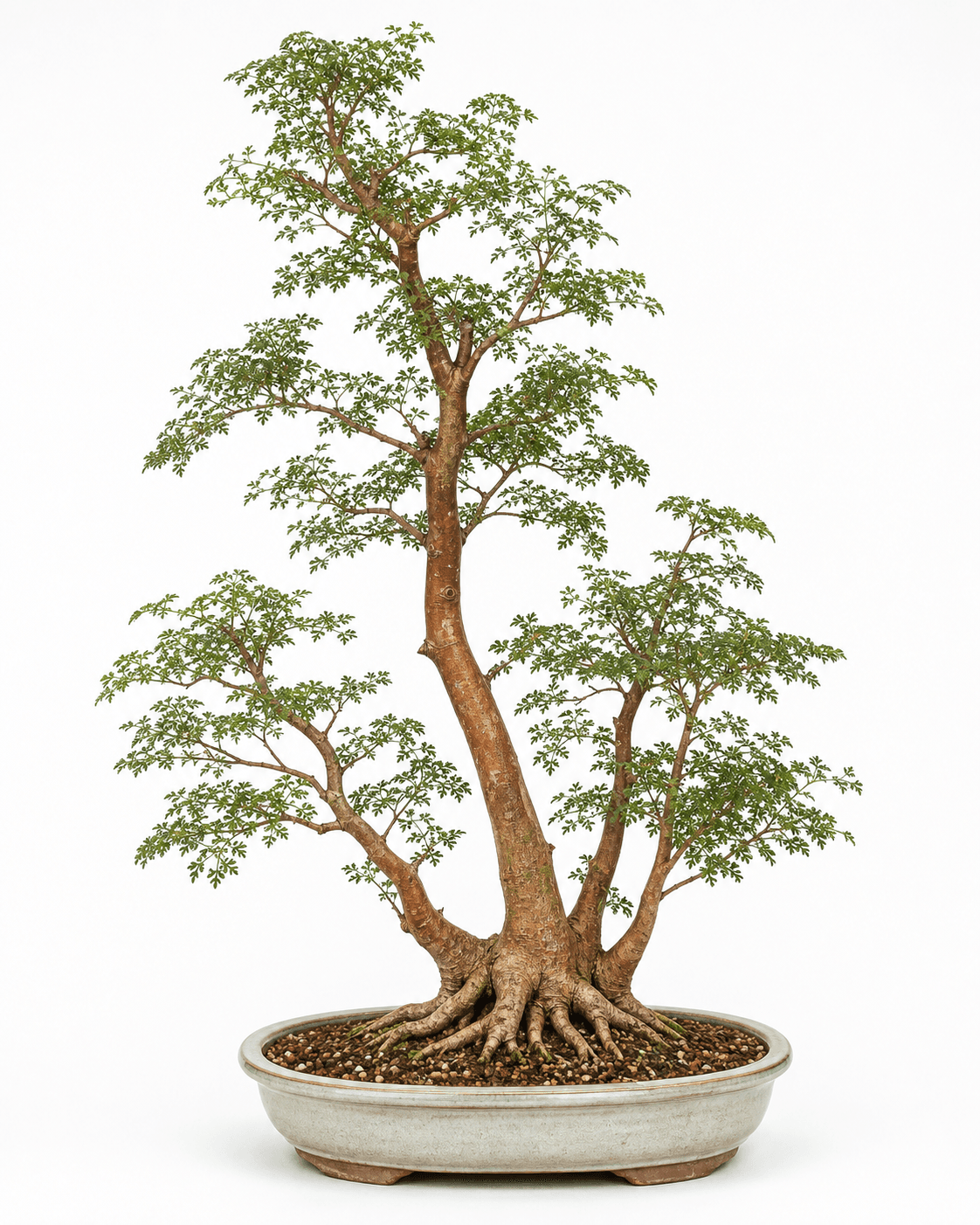 Ming aralia bonsai with finely divided compound leaves, an airy three-trunk canopy, and a muted oval pot