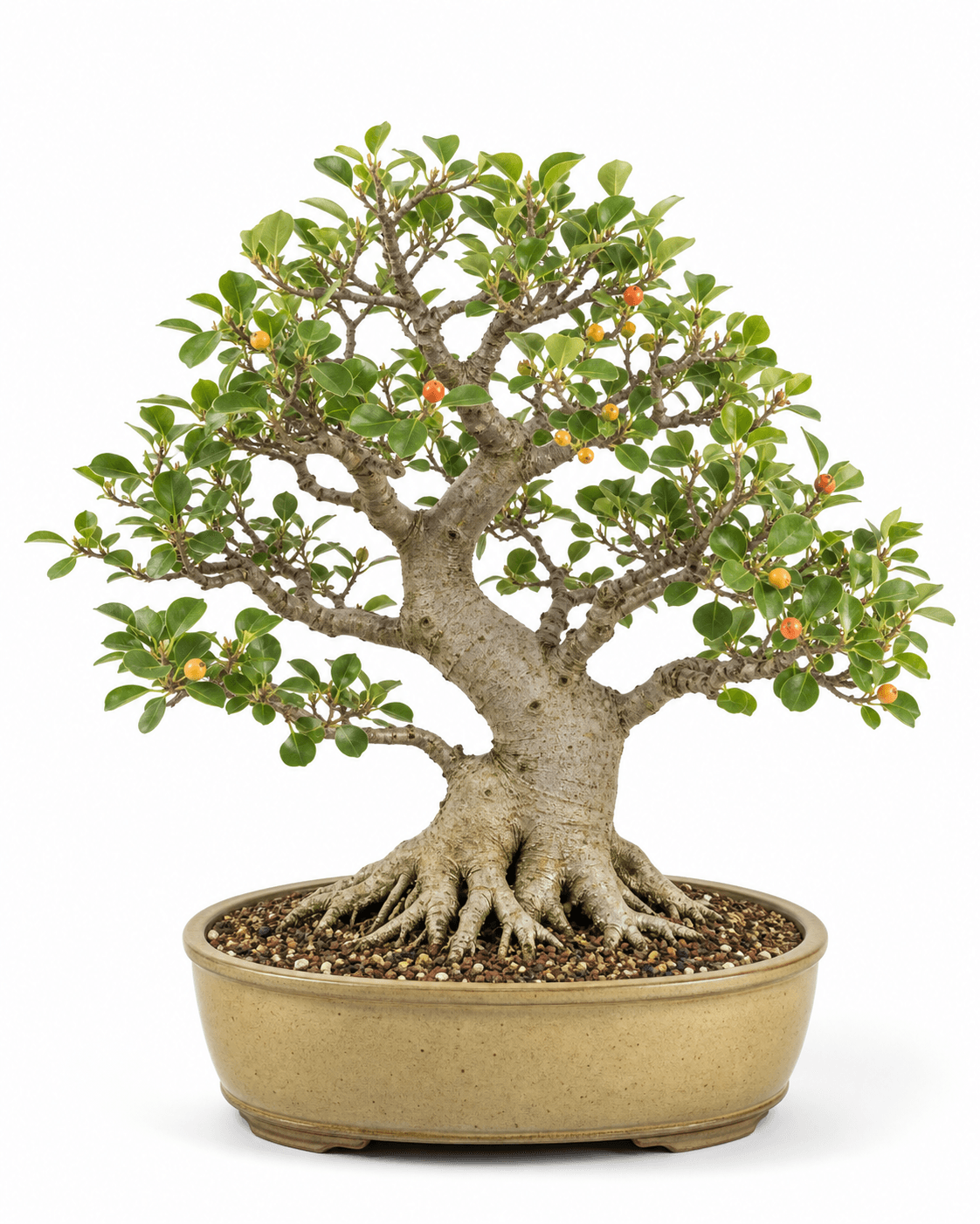 Mistletoe fig bonsai with deltoid green leaves, small orange fruit, a broad gray trunk, and a warm ochre oval pot