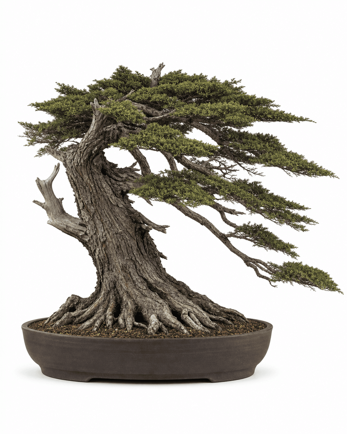 Monterey cypress bonsai with a wind-shaped trunk, layered scale foliage, a compressed flat crown, and an unglazed oval pot