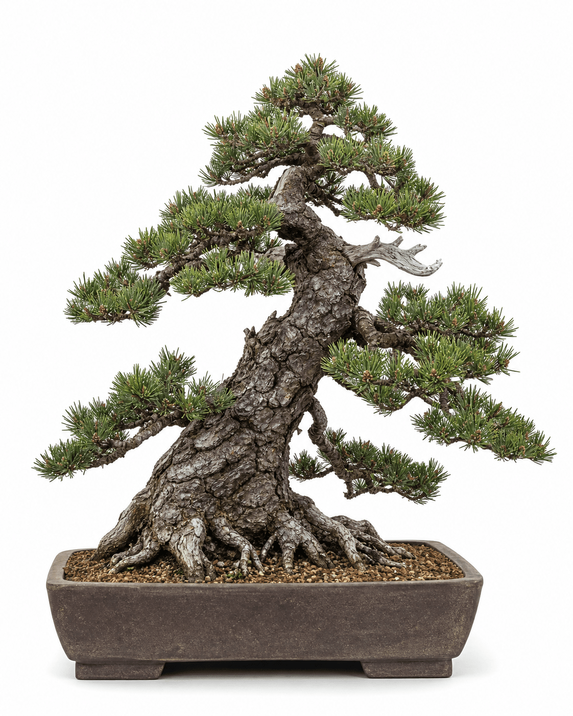 Mugo pine bonsai with plated bark, short paired green needles, restrained natural deadwood, and an unglazed iron-brown rectangular pot