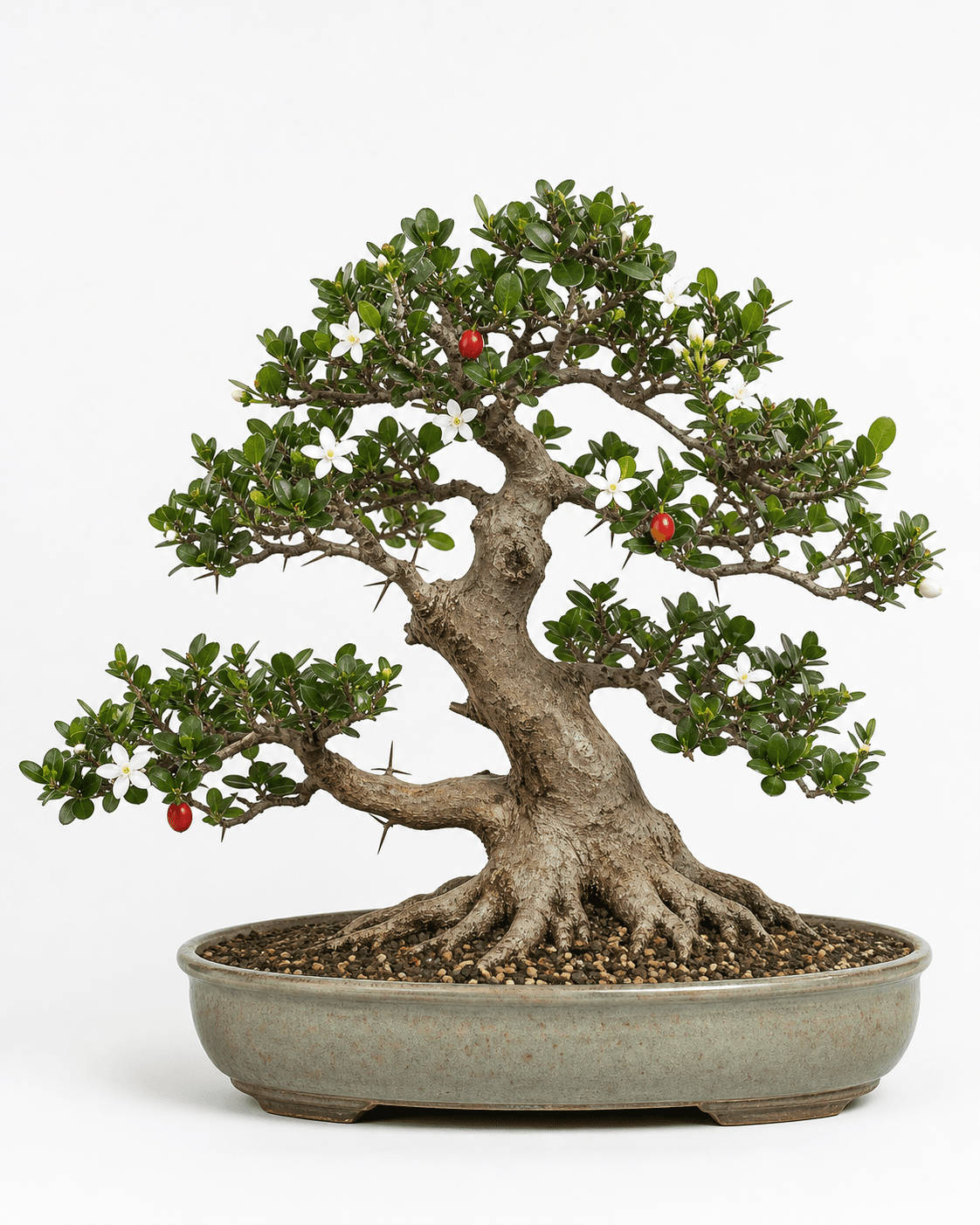 Natal plum bonsai with glossy opposite leaves, white star flowers, red fruit, paired thorns, a rugged trunk, and a muted celadon oval pot