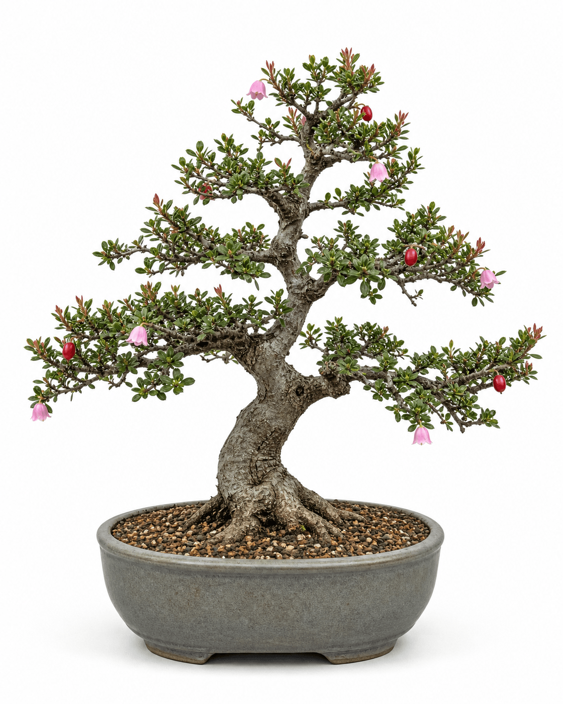 Neea bonsai with gray bark, tiny oblong leaves, pink bell flowers, red fruit, and a muted glazed oval pot