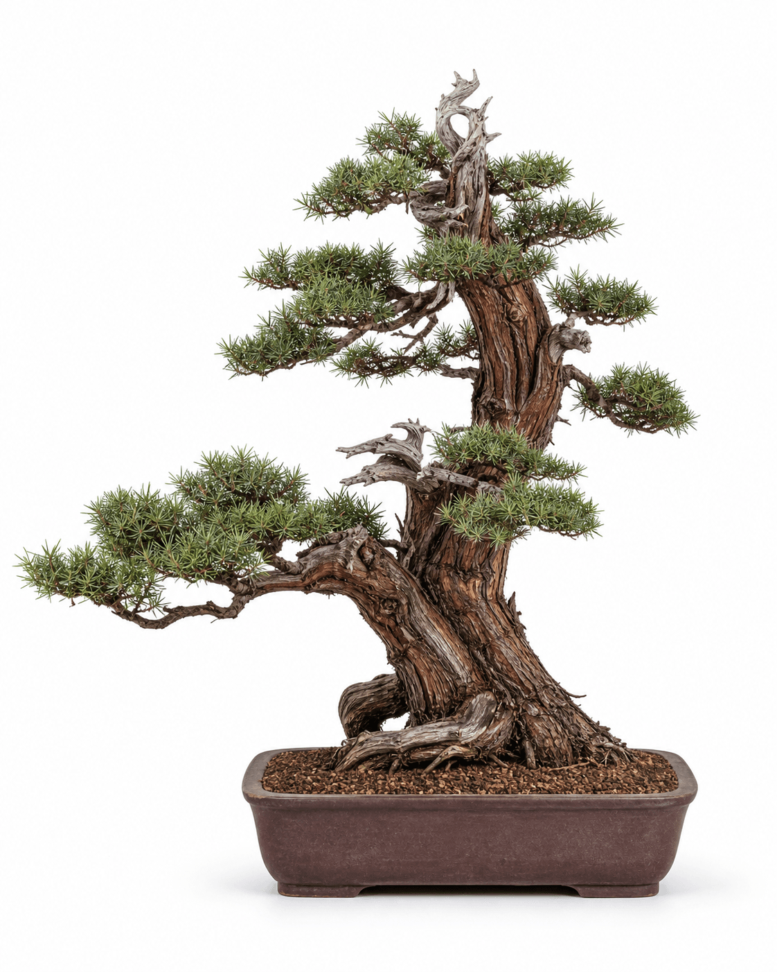 Needle juniper bonsai with permanent sharp needle foliage, rugged reddish-brown bark, restrained deadwood, and an unglazed rectangular pot
