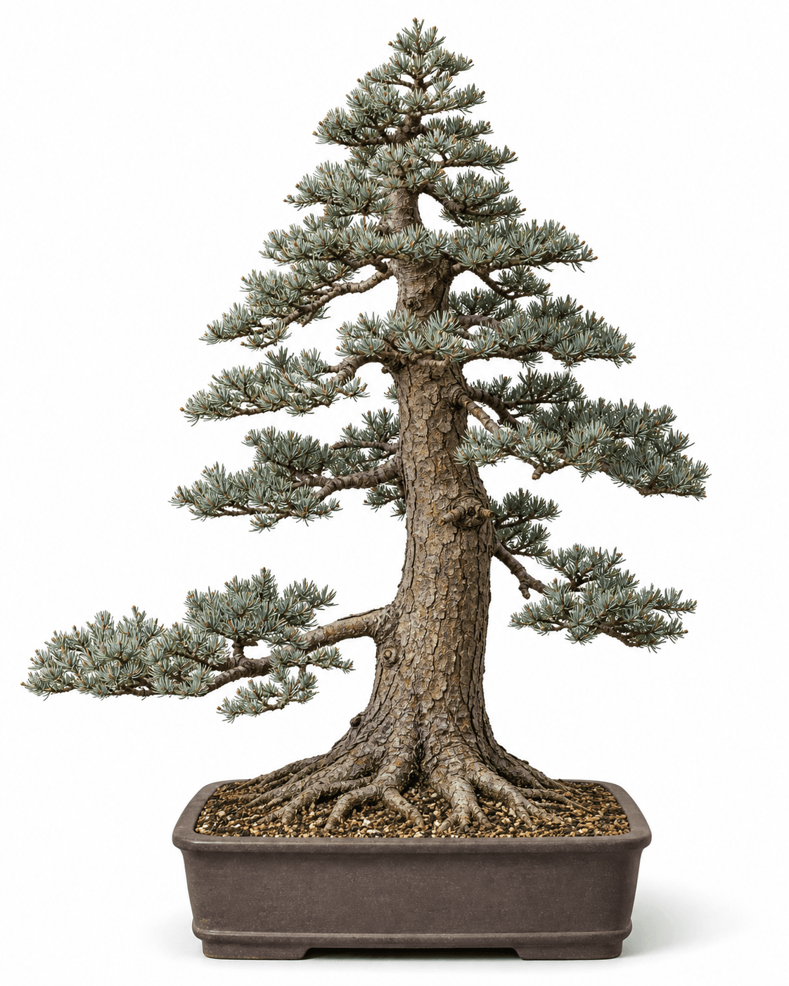 Noble fir bonsai with upturned blue-green needles, a tall plated trunk, open mountain-conifer branches, and an unglazed rectangular pot