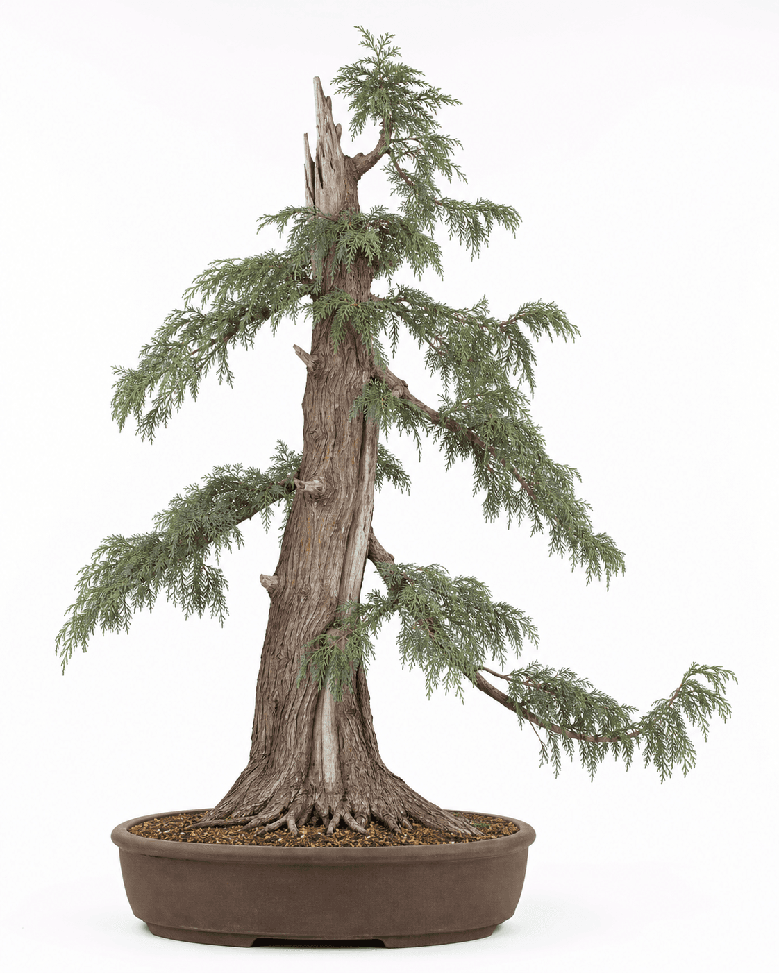 Nootka cypress bonsai with a broken old top, drooping scale-foliage sprays, a live replacement apex, and an unglazed oval pot