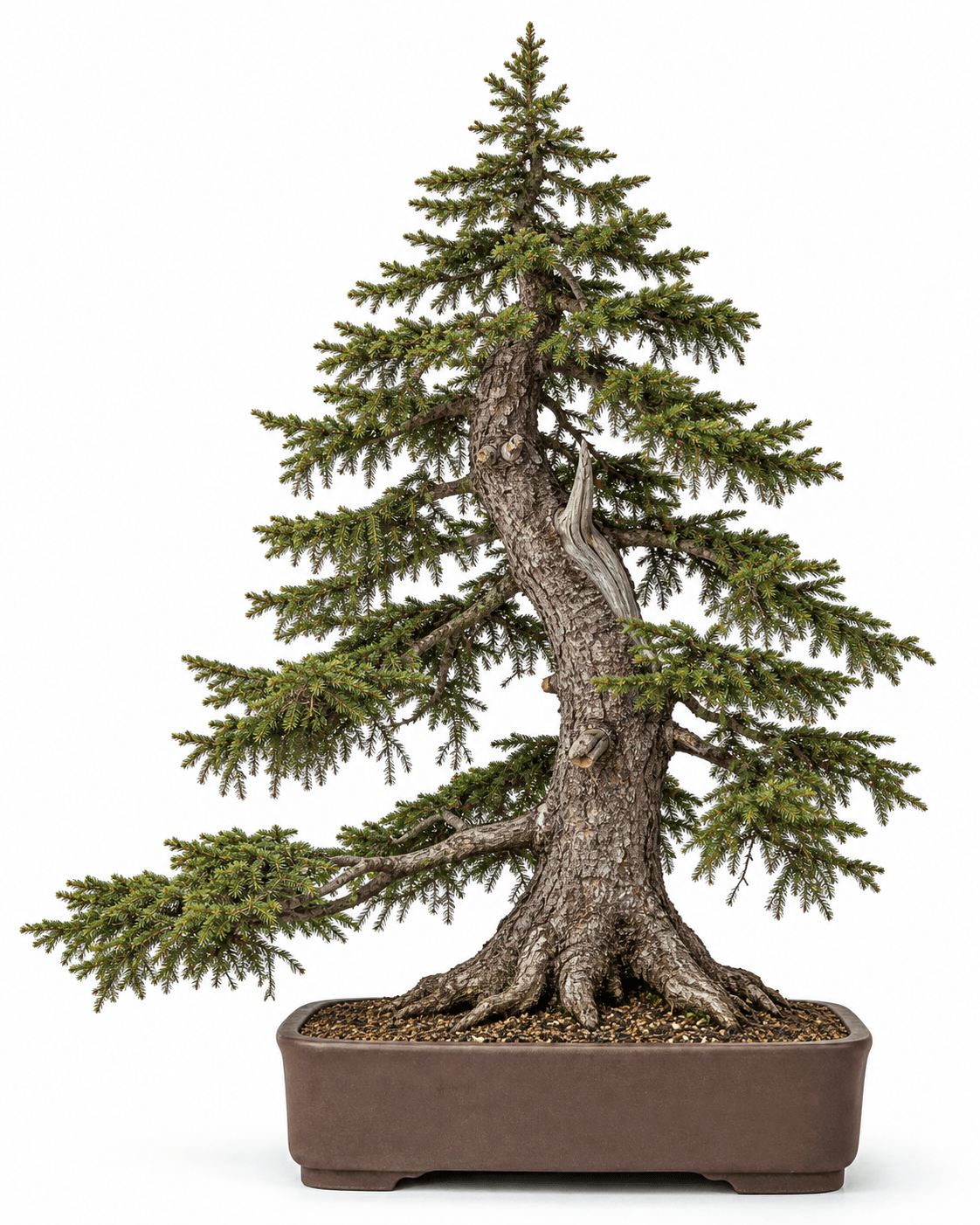 Norway spruce bonsai with dark-green radial needles, descending branches, a peaked crown, old scaly bark, and an unglazed rectangular pot