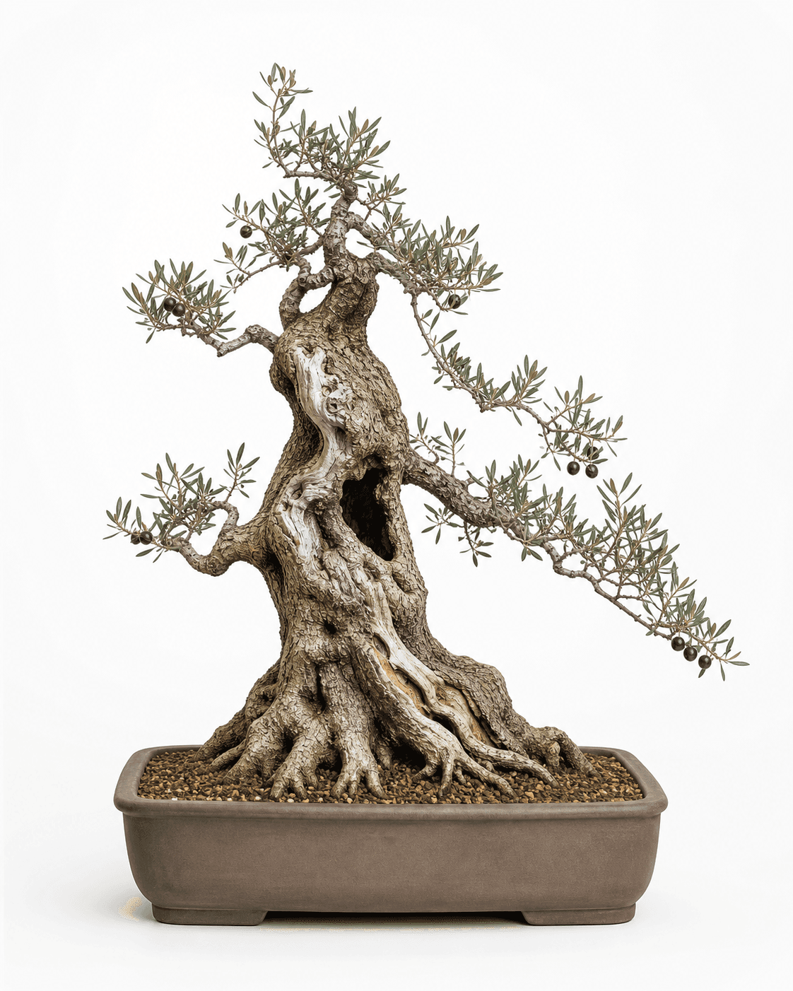 Ancient olive bonsai with a hollow fissured trunk, sparse silvery foliage, dark fruit, and an unglazed soft-rectangular pot