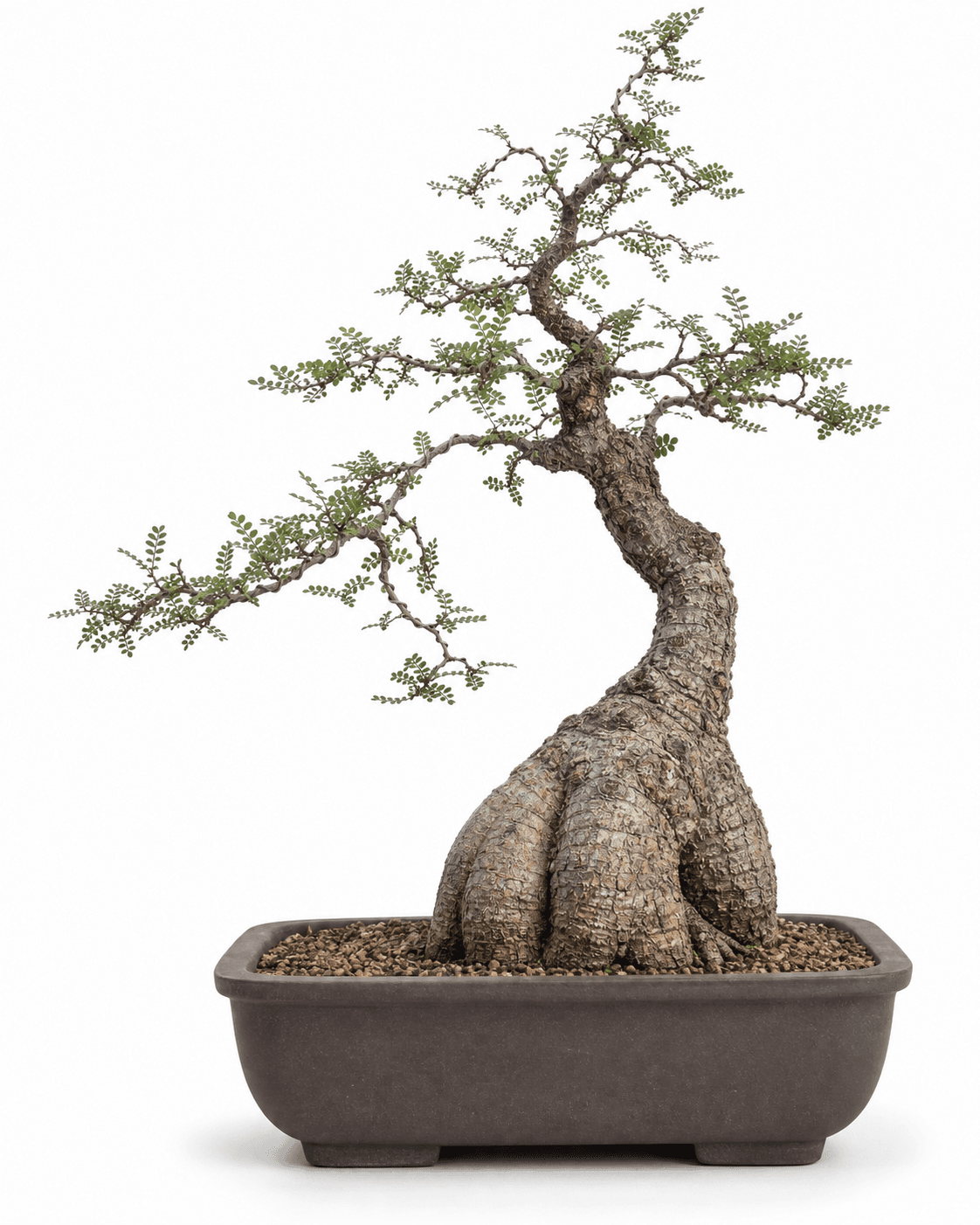 Operculicarya decaryi bonsai with a swollen root base, a bumpy trunk, tiny compound leaves, and a dark unglazed pot