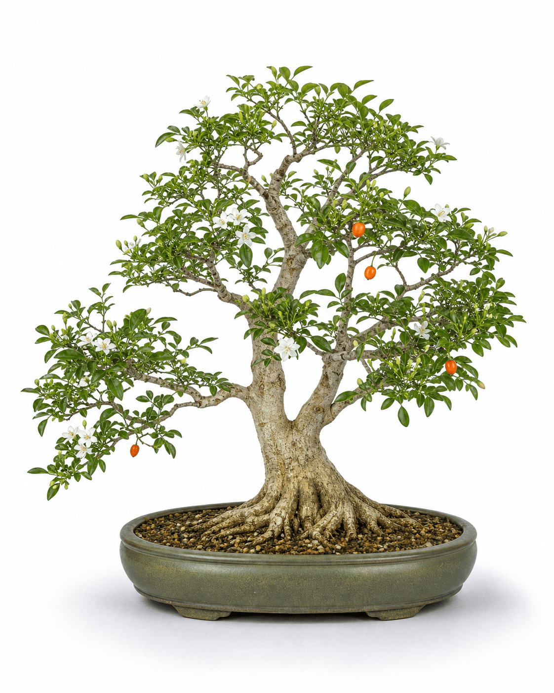 Orange jasmine bonsai with glossy compound foliage, white flowers, red-orange fruit, a pale trunk, and a muted green oval pot
