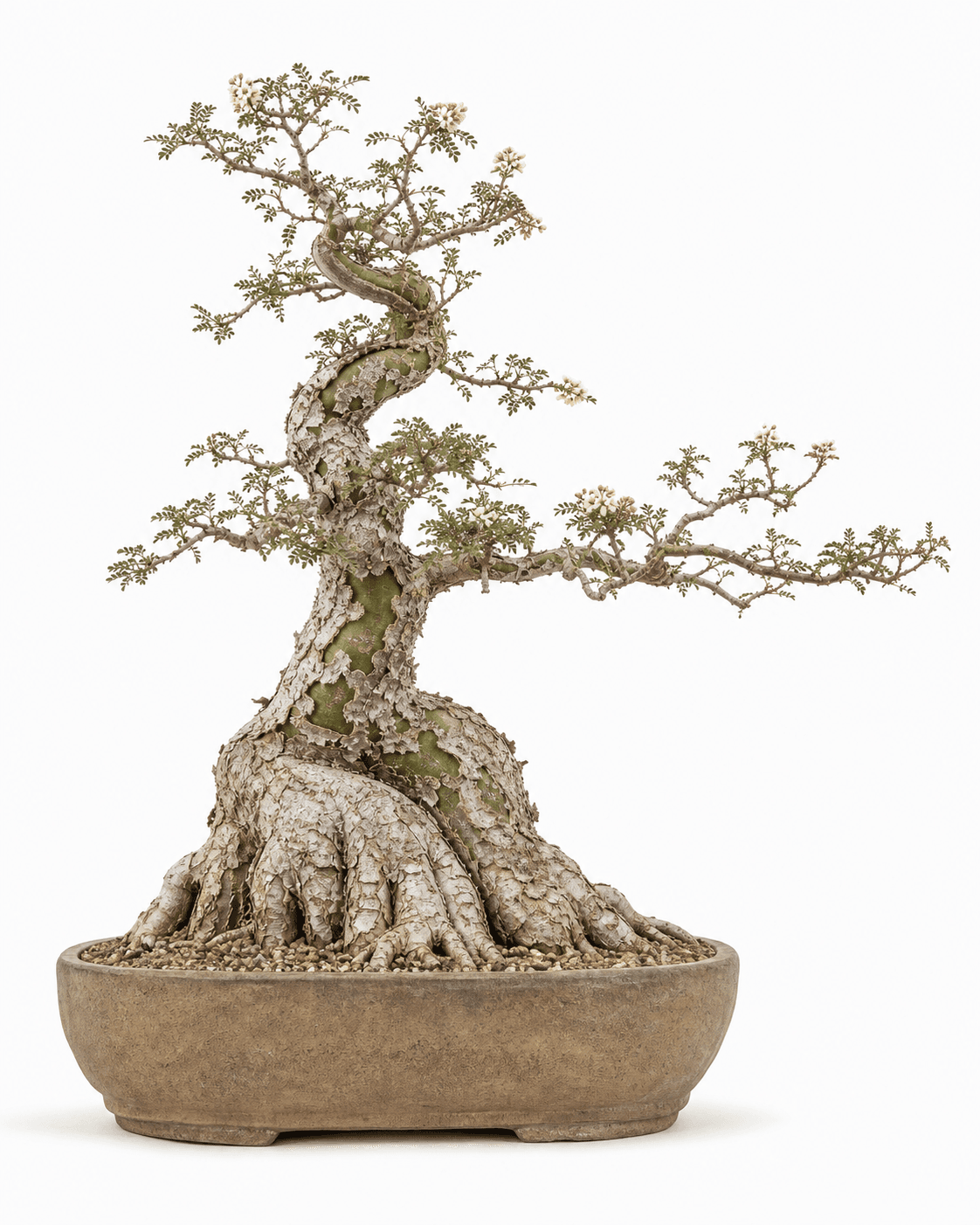 Pachycormus bonsai with a swollen caudex, peeling pale bark, tiny pinnate leaves, cream flowers, and an unglazed oval pot