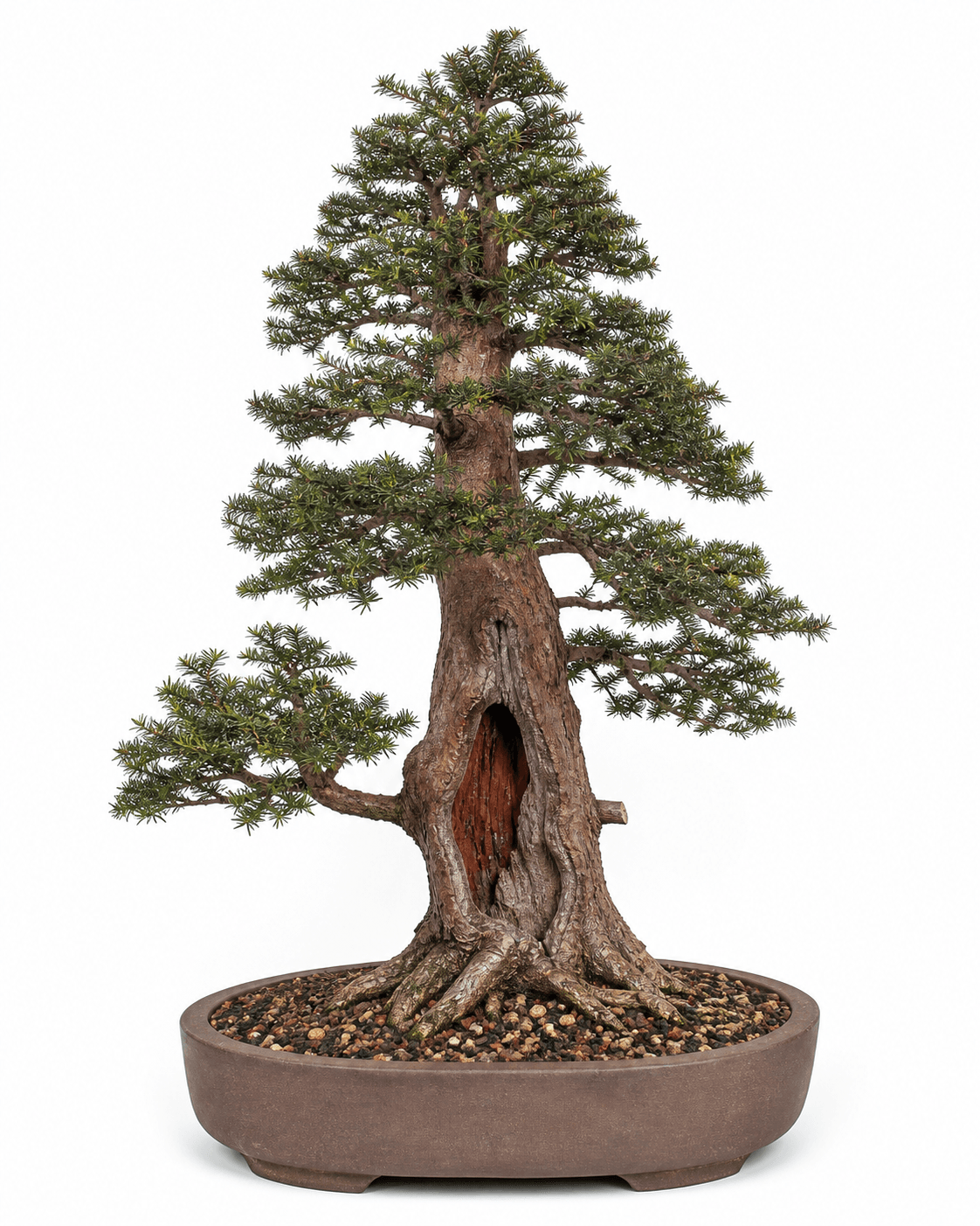 Pacific yew bonsai with fine dark green needles, an upright columnar crown, reddish bark, a natural trunk hollow, and an unglazed oval pot