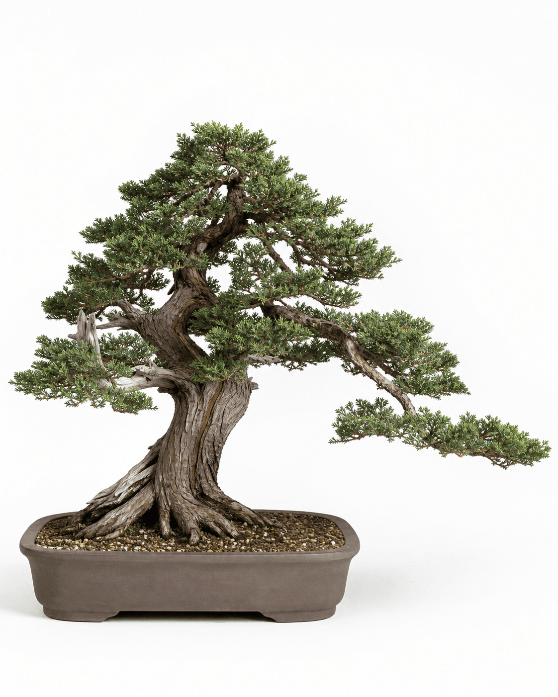Pfitzer juniper bonsai with a broad spreading crown, arching branches, restrained deadwood, and a shallow unglazed rectangular pot