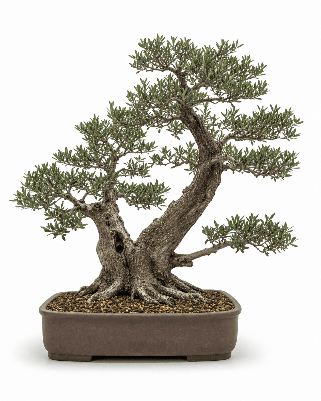 Phillyrea bonsai with an aged twin-leader trunk, narrow evergreen foliage, and an unglazed warm umber rectangular pot
