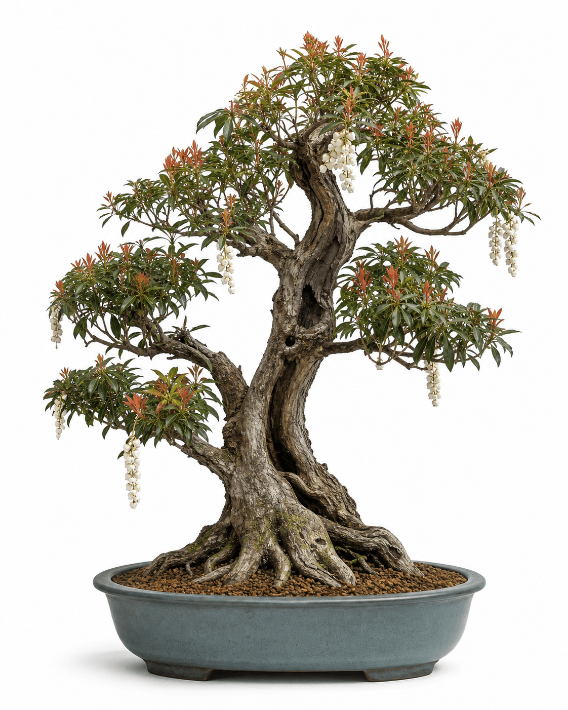 Japanese pieris bonsai with a hollowing broadleaf trunk, copper-red new growth, white flower chains, and a smoky blue-green oval pot