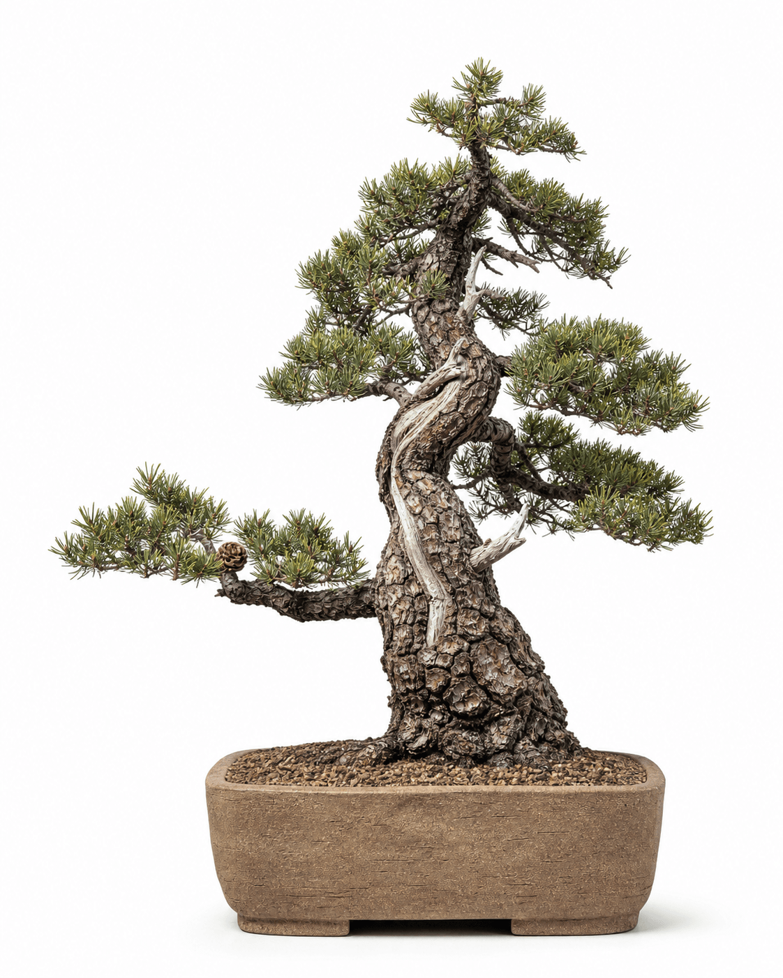 Pinyon pine bonsai with short paired needles, a compressed dry-woodland crown, sun-weathered deadwood, and a warm unglazed pot