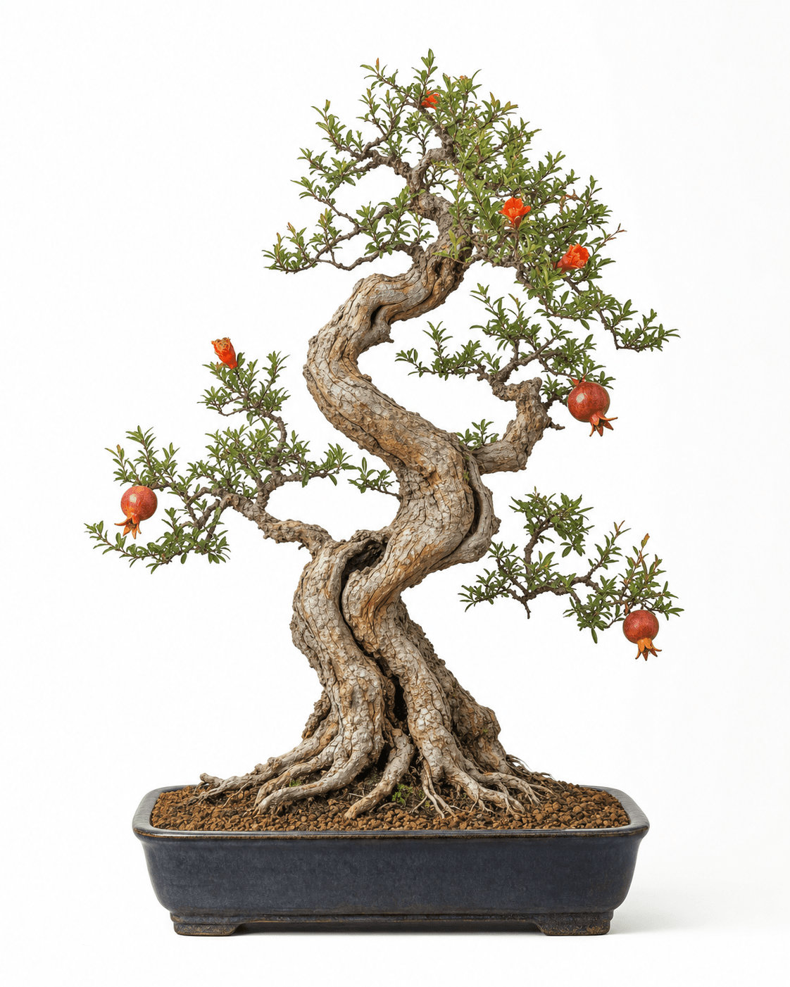 Pomegranate bonsai with a twisted old trunk, sparse narrow leaves, orange-red flowers, three small fruits, and a dark glazed rectangular pot