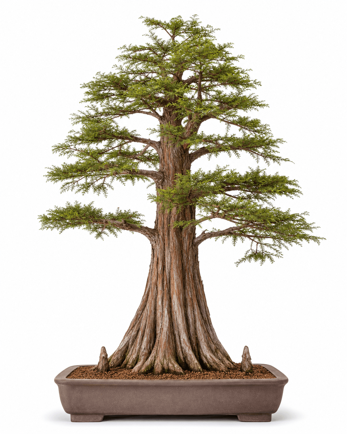 Pond cypress bonsai with a massive fluted base, upright rope-like foliage, a mature flat-topped crown, and an unglazed brown pot