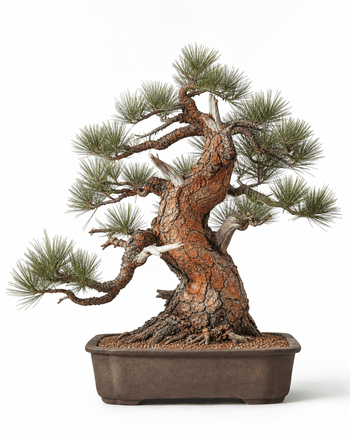 Ponderosa pine bonsai with long green needles, thick orange plated bark, cylindrical deadwood, and an unglazed brown pot
