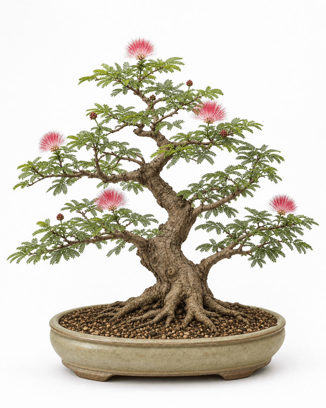 Powderpuff bonsai with fine compound foliage, crimson stamen flowers, a weathered trunk, and a muted cream oval pot