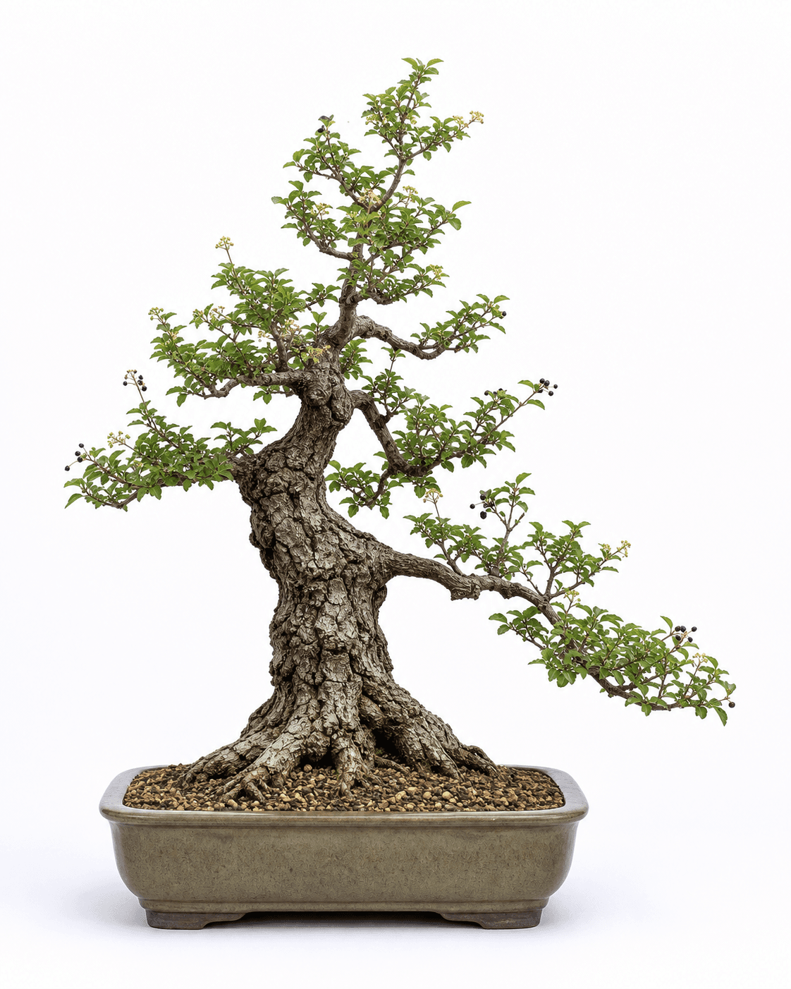 Premna bonsai with rough charcoal bark, small serrated leaves, pale flowers, dark fruit, and a muted glazed rectangular pot
