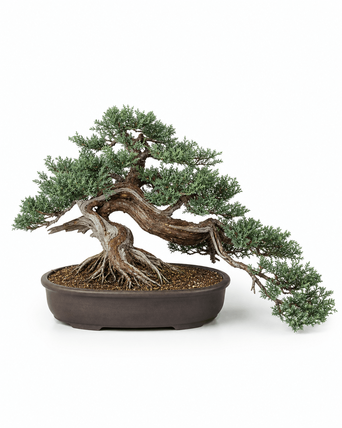 Prostrata Chinese juniper bonsai with a low semi-cascade trunk, blue-green foliage, restrained deadwood, and a shallow unglazed oval pot