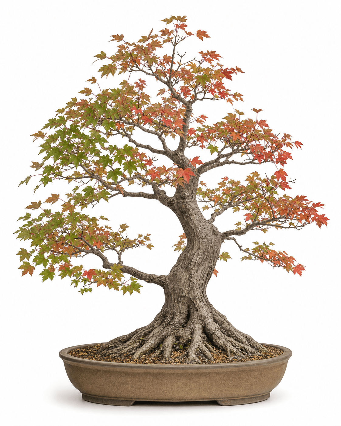 Red maple bonsai with gray ridged bark, exposed roots, open upward branching, mixed green and scarlet leaves, and a muted umber oval pot