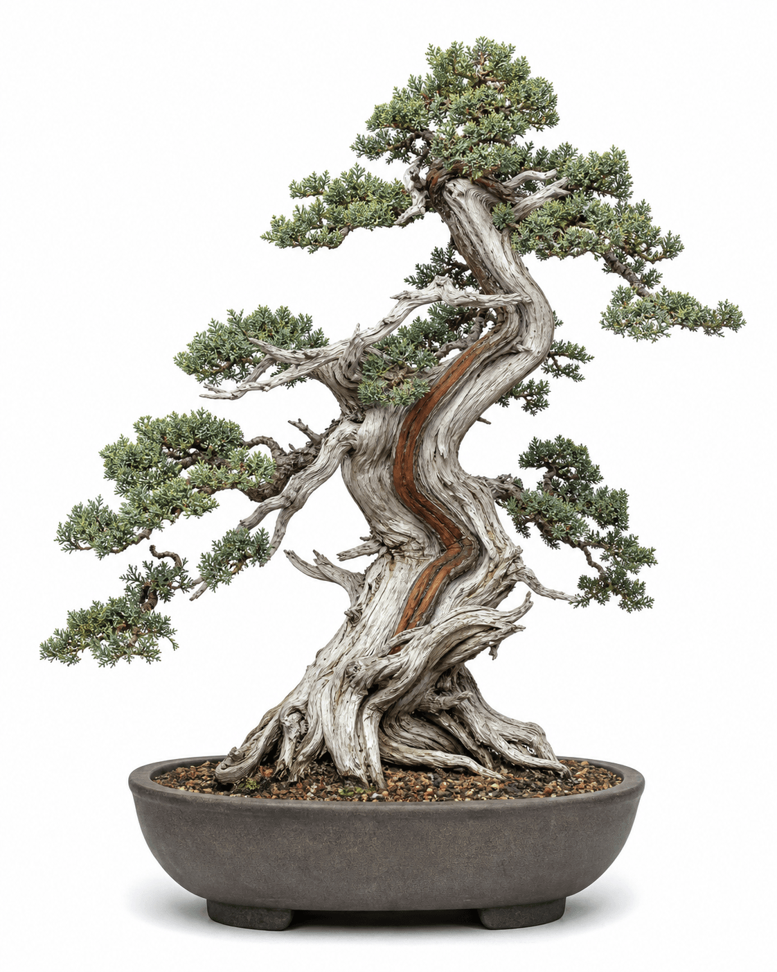 Rocky Mountain juniper bonsai with fine sandblasted deadwood, a narrow reddish living vein, blue-green scale foliage, and an unglazed oval pot