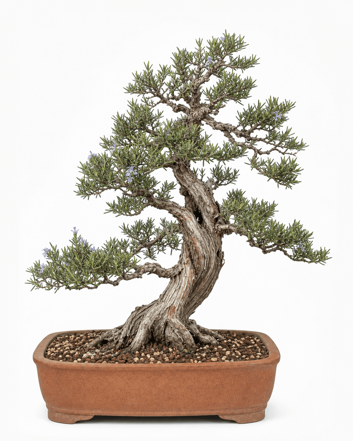 Rosemary bonsai with a fibrous twisting trunk, narrow aromatic foliage, sparse blue flowers, and an unglazed terracotta pot