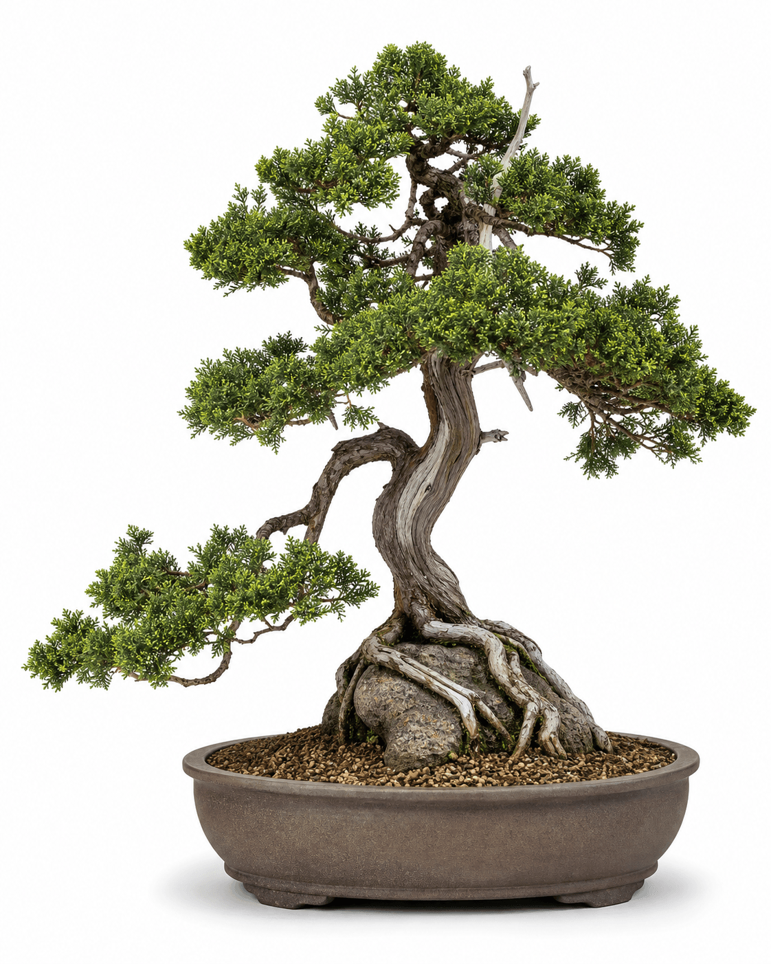 San Jose juniper bonsai in a root-over-rock slanting style with adult scale foliage, restrained deadwood, and an unglazed smoke-brown oval pot