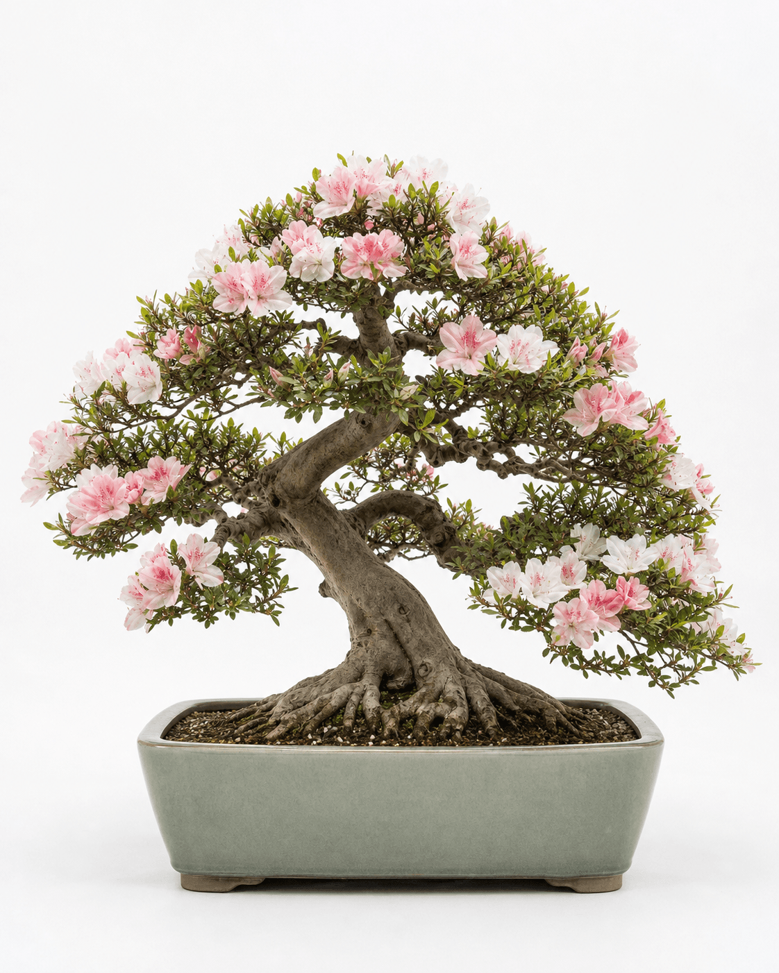 Satsuki azalea bonsai with pink and white flowers, a muscular trunk, a rounded canopy, and a muted celadon rectangular pot