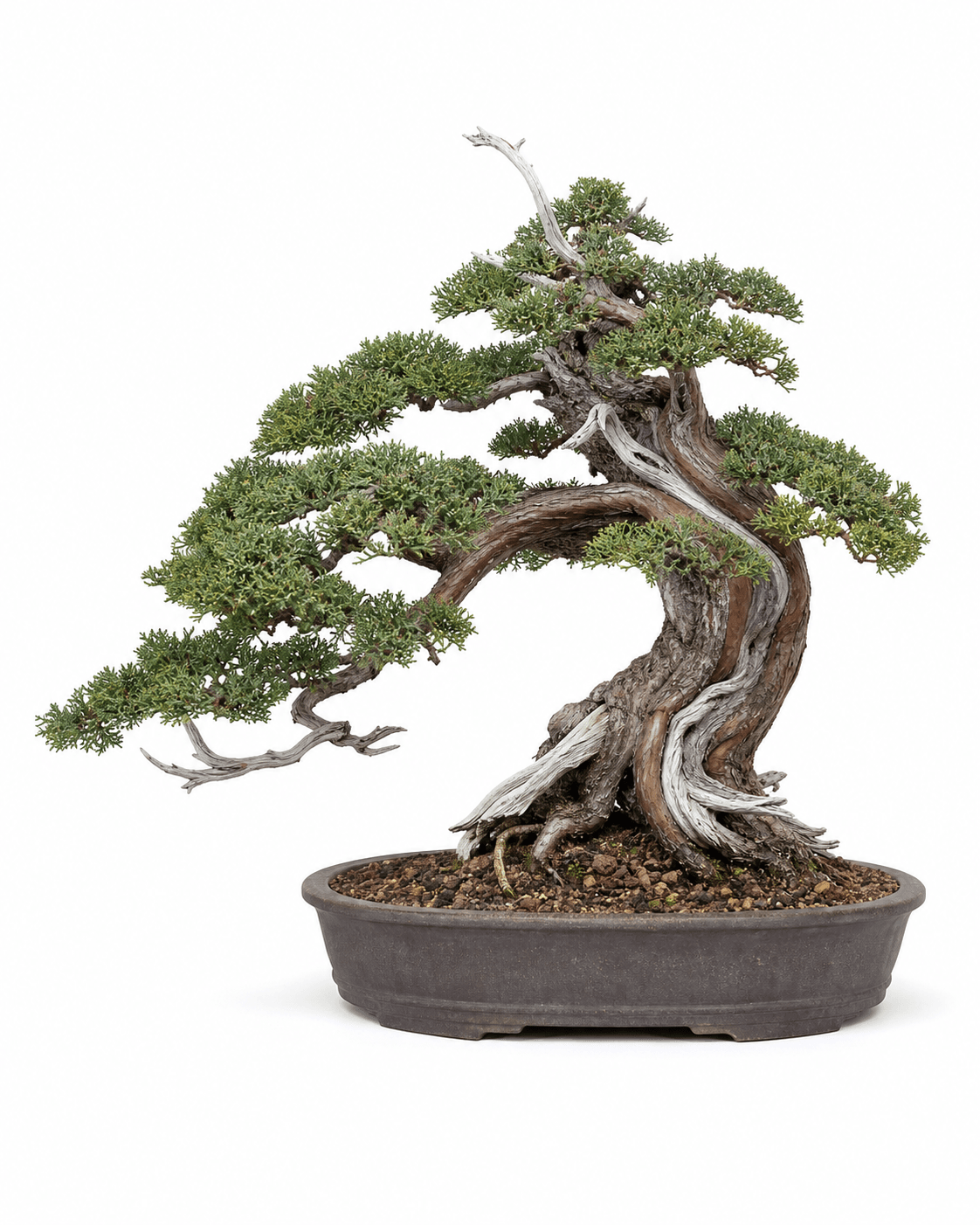 Savin juniper bonsai with a rugged twisting trunk, green native foliage, softened deadwood, and a shallow unglazed oval pot