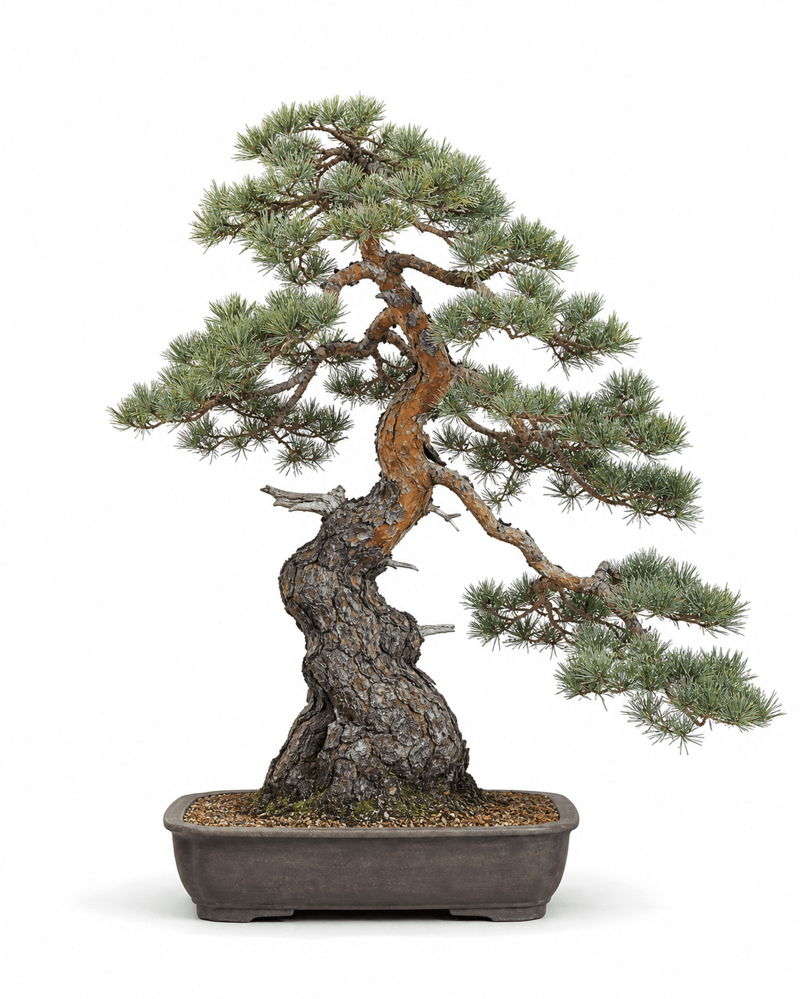 Scots pine bonsai with an open crown, blue-green paired needles, orange-brown upper bark, and a shallow unglazed rectangular pot