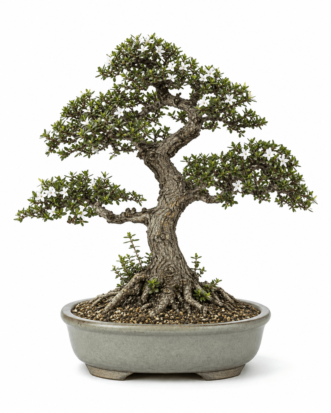 Serissa bonsai with a gnarled informal-upright trunk, tiny dark-green leaves, white star-shaped flowers, and a muted celadon oval pot