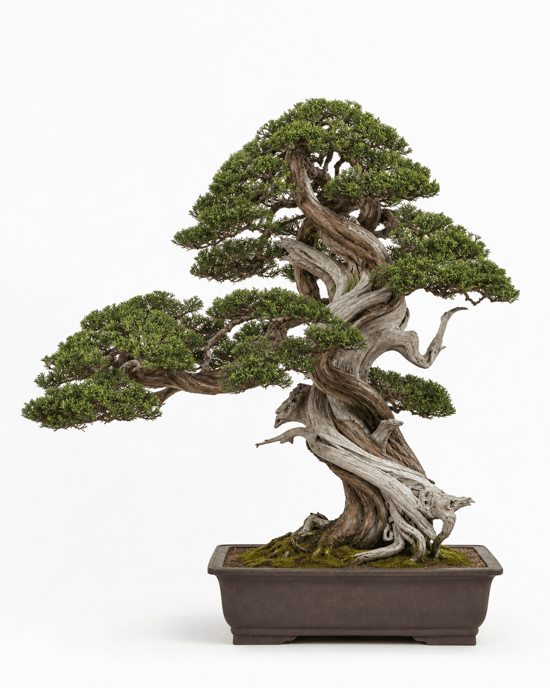Shimpaku juniper bonsai with twisting live veins, silver deadwood, compact green foliage, and an unglazed rectangular pot
