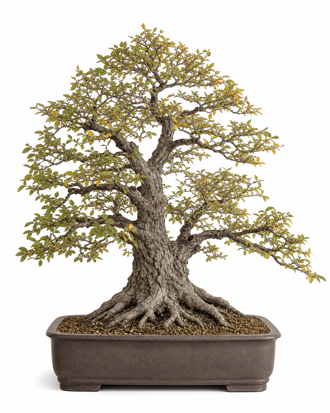 Siberian elm bonsai in a naturalistic informal upright style with a broad autumn crown and an unglazed charcoal-brown pot