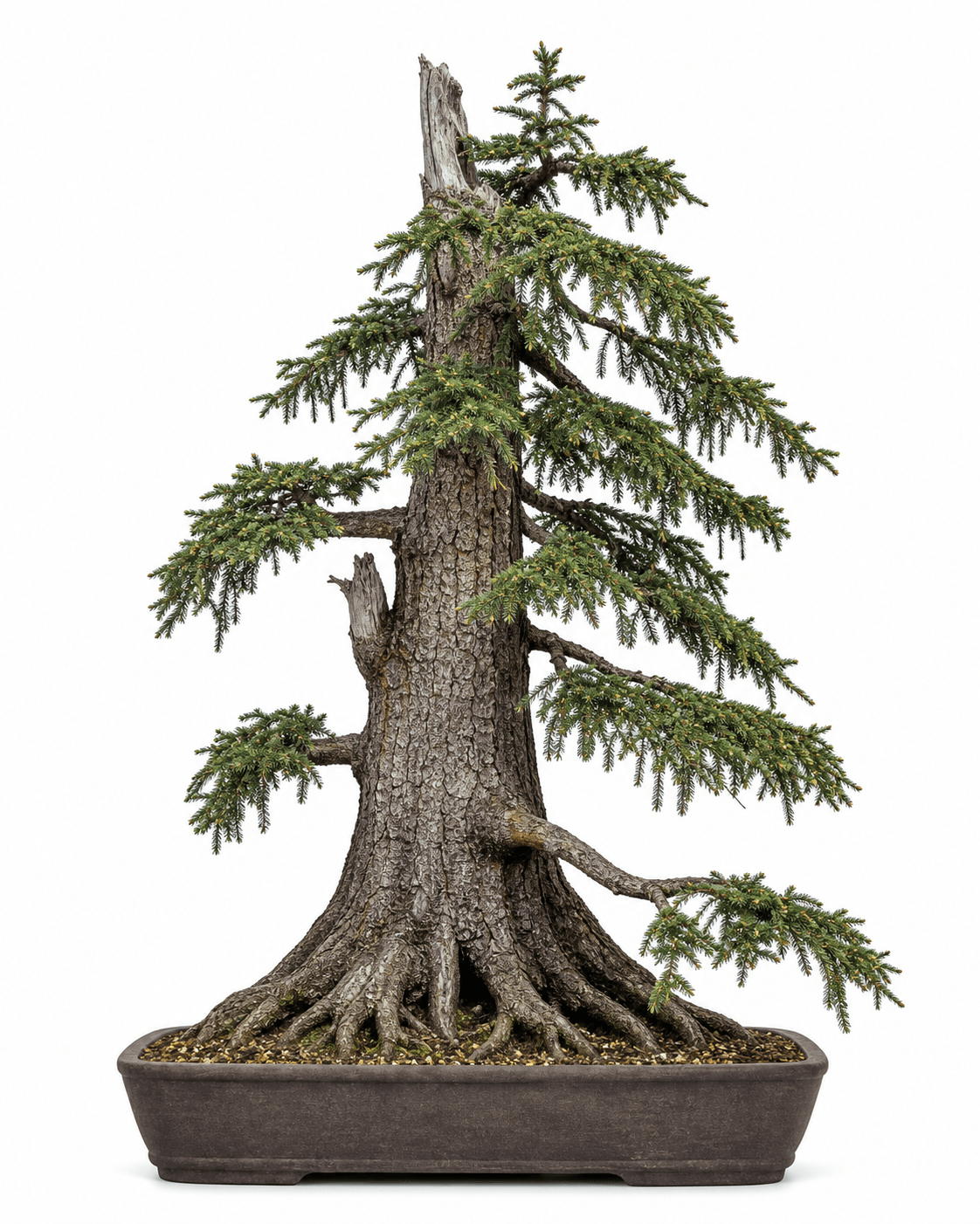 Sitka spruce bonsai with a massive buttressed trunk, hanging needle-covered branchlets, a broken crown, and an unglazed rectangular pot