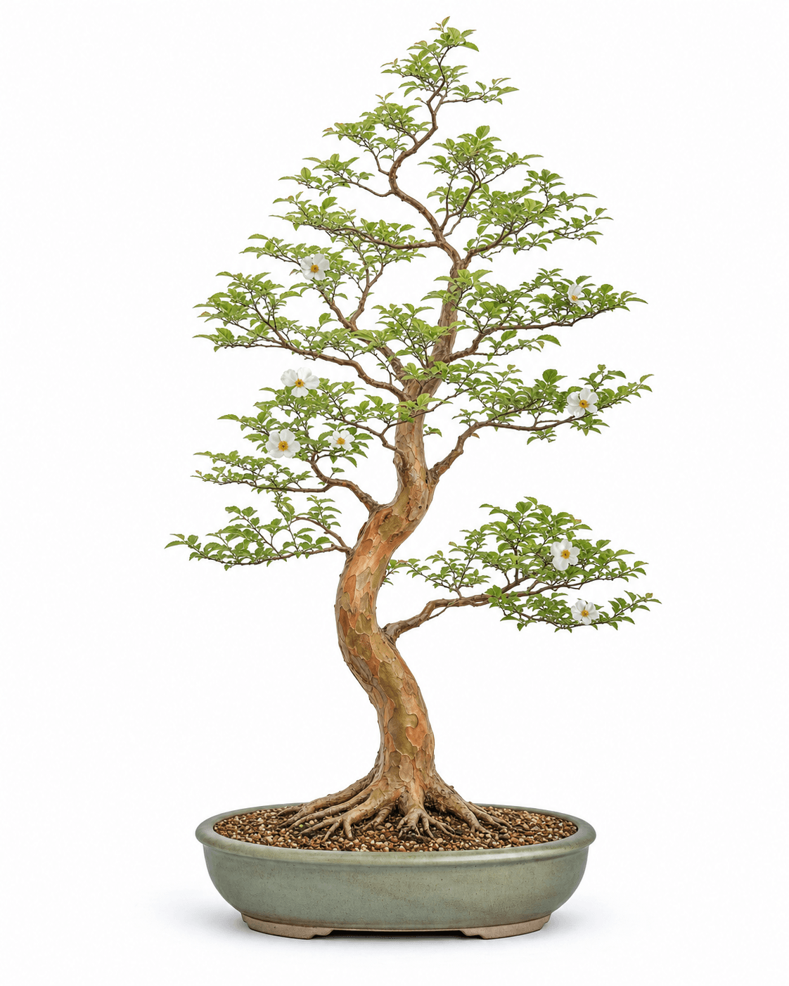 Stewartia bonsai with a narrow upright crown, coppery exfoliating bark, white flowers, and an oval celadon pot