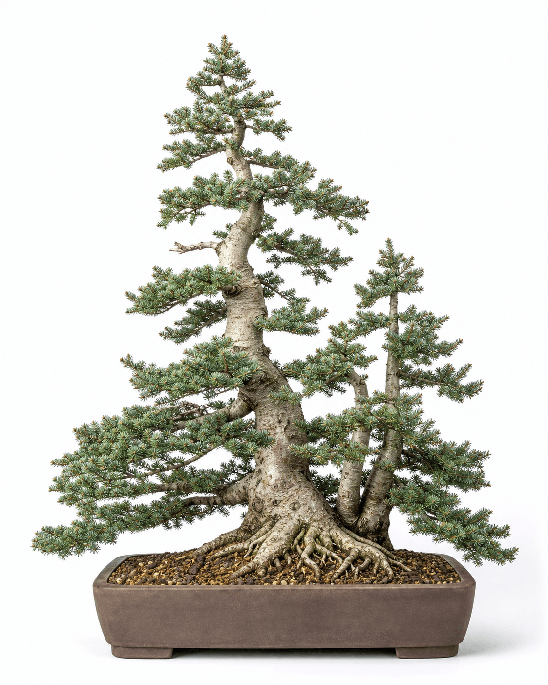 Subalpine fir bonsai with soft blue-green needles, a narrow multi-apex alpine silhouette, smooth pale bark, and an unglazed rectangular pot