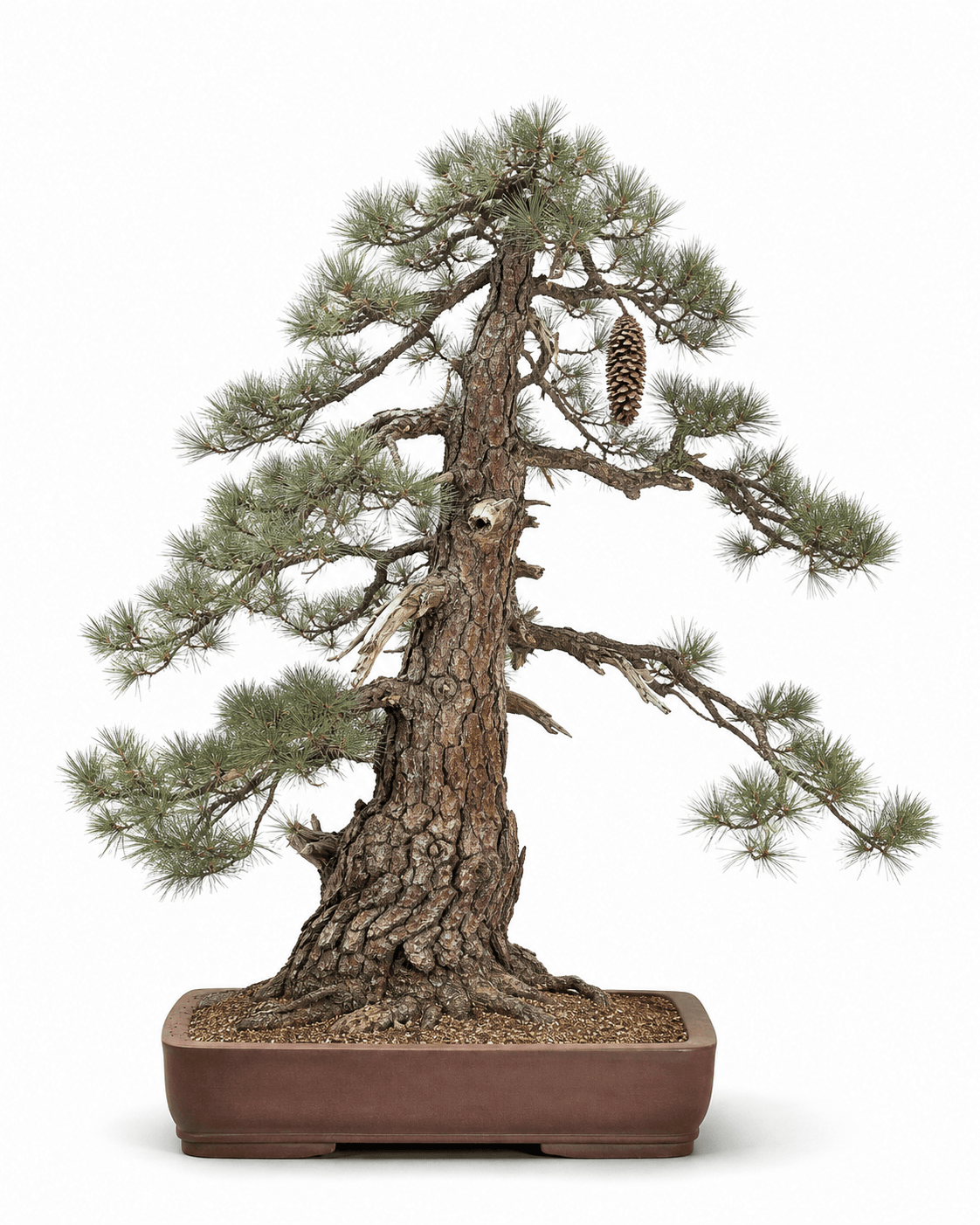 Sugar pine bonsai with airy five-needle foliage, a long pendant cone, deeply furrowed bark, and an unglazed brown pot