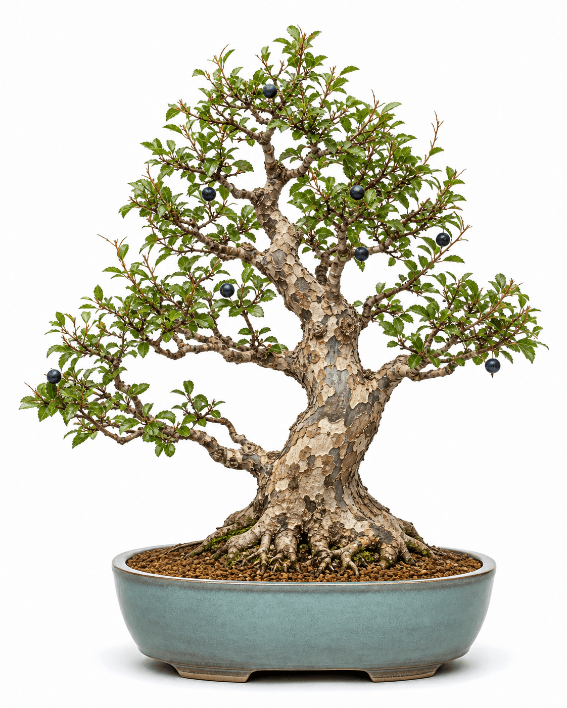 Sweet plum bonsai with exfoliating patchwork bark, small blue-black fruit, and a dusty blue-green oval pot