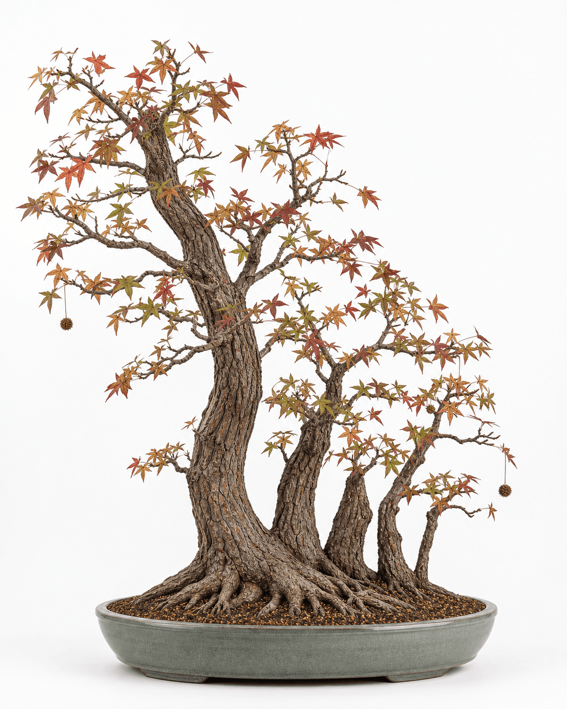 American sweetgum bonsai in a five-trunk clump with star-shaped autumn foliage, deeply ridged bark, and a gray-green oval pot