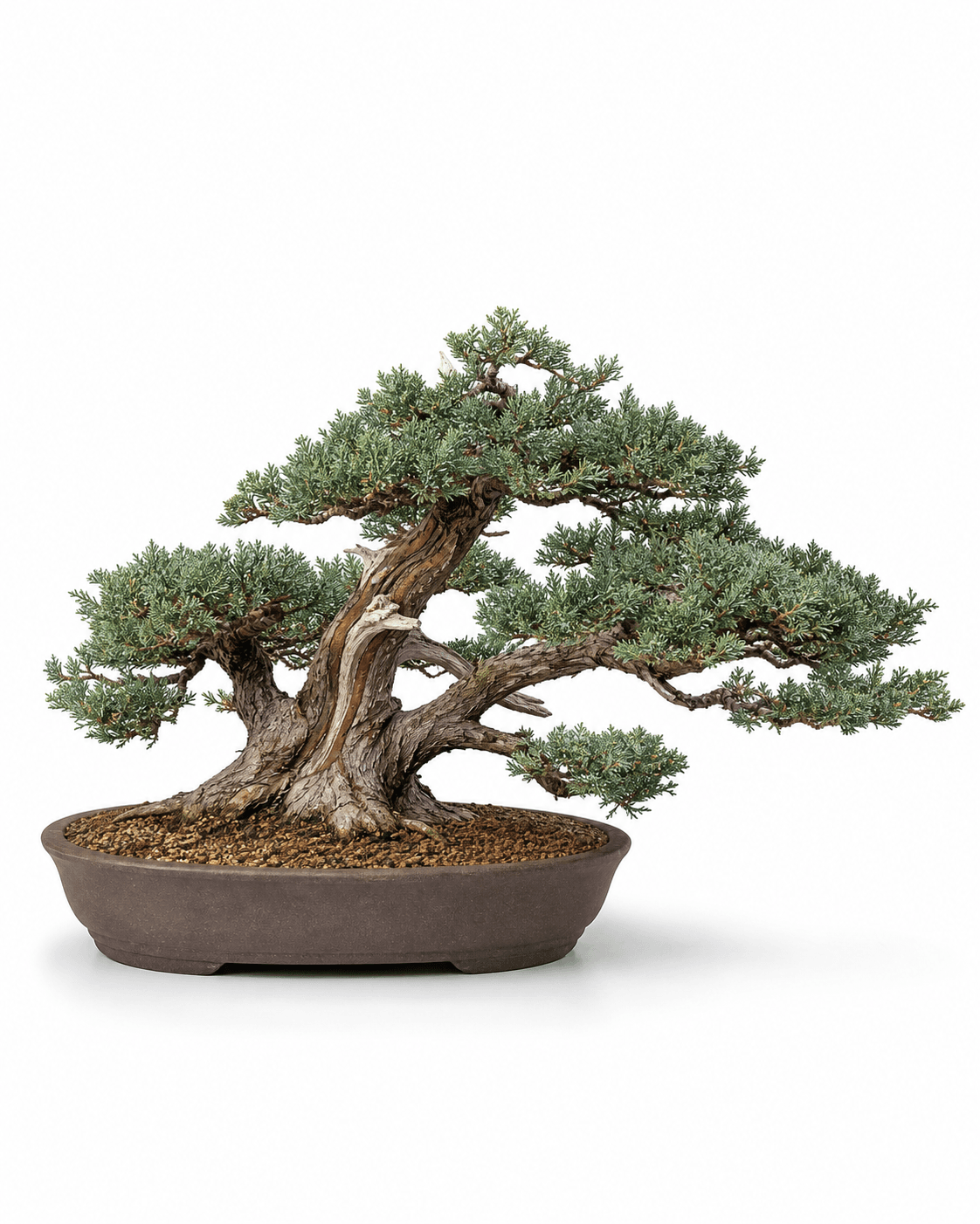 Tam juniper bonsai with layered blue-green foliage, a low asymmetric clump trunk, modest deadwood, and a shallow unglazed oval pot