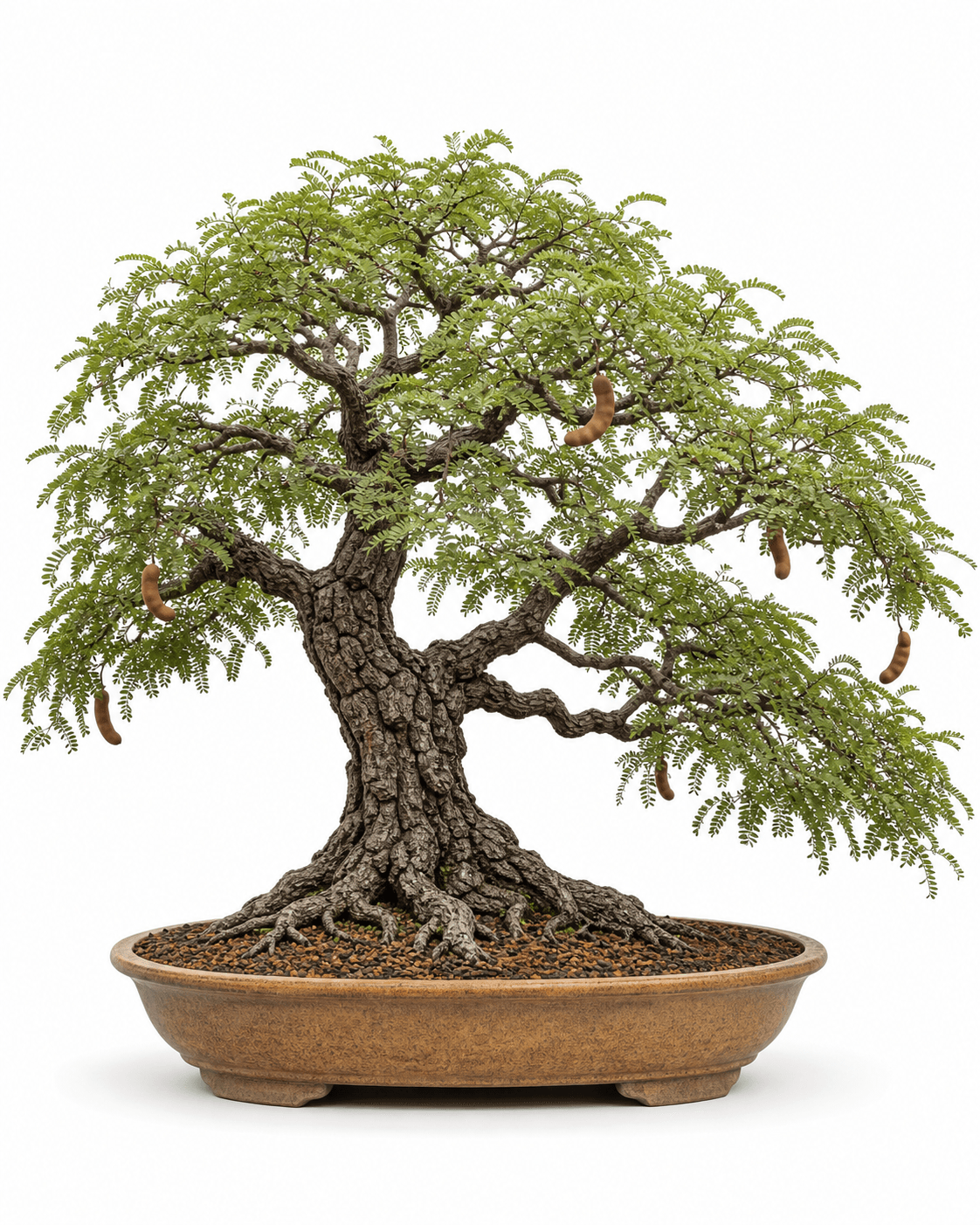Tamarind bonsai with fine paired leaflets, brown pods, a deeply fissured trunk, and a warm ochre oval pot