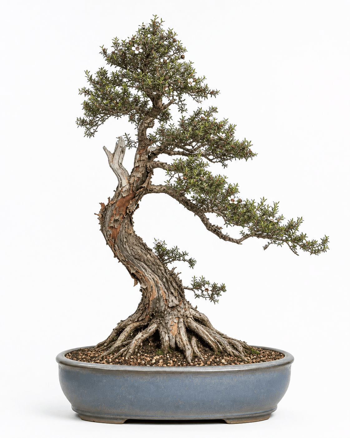 Manuka bonsai with a wind-influenced trunk, flaky reddish bark, sparse white flowers, and a weathered blue-gray oval pot
