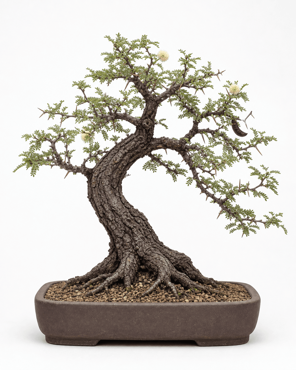 Texas ebony bonsai with dark fissured bark, tiny compound leaflets, cream flowers, a woody pod, and an unglazed rectangular pot