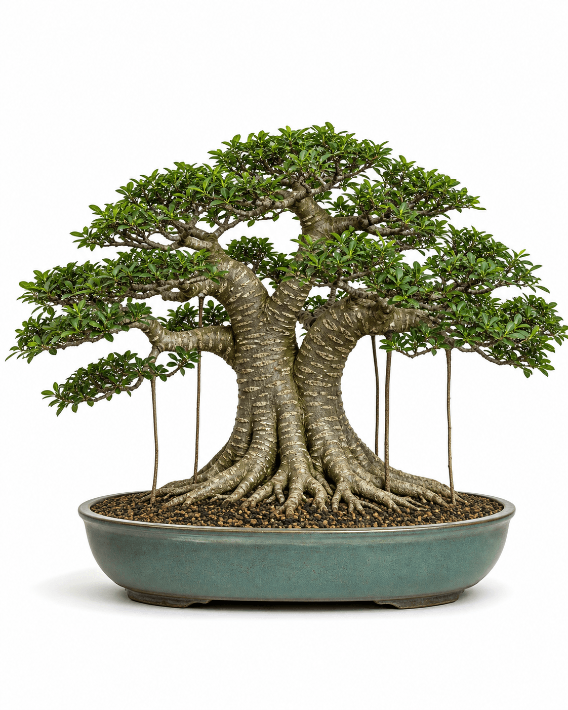 Tigerbark ficus bonsai with striped gray bark, a broad banyan root flare, straight aerial roots, and a celadon oval pot