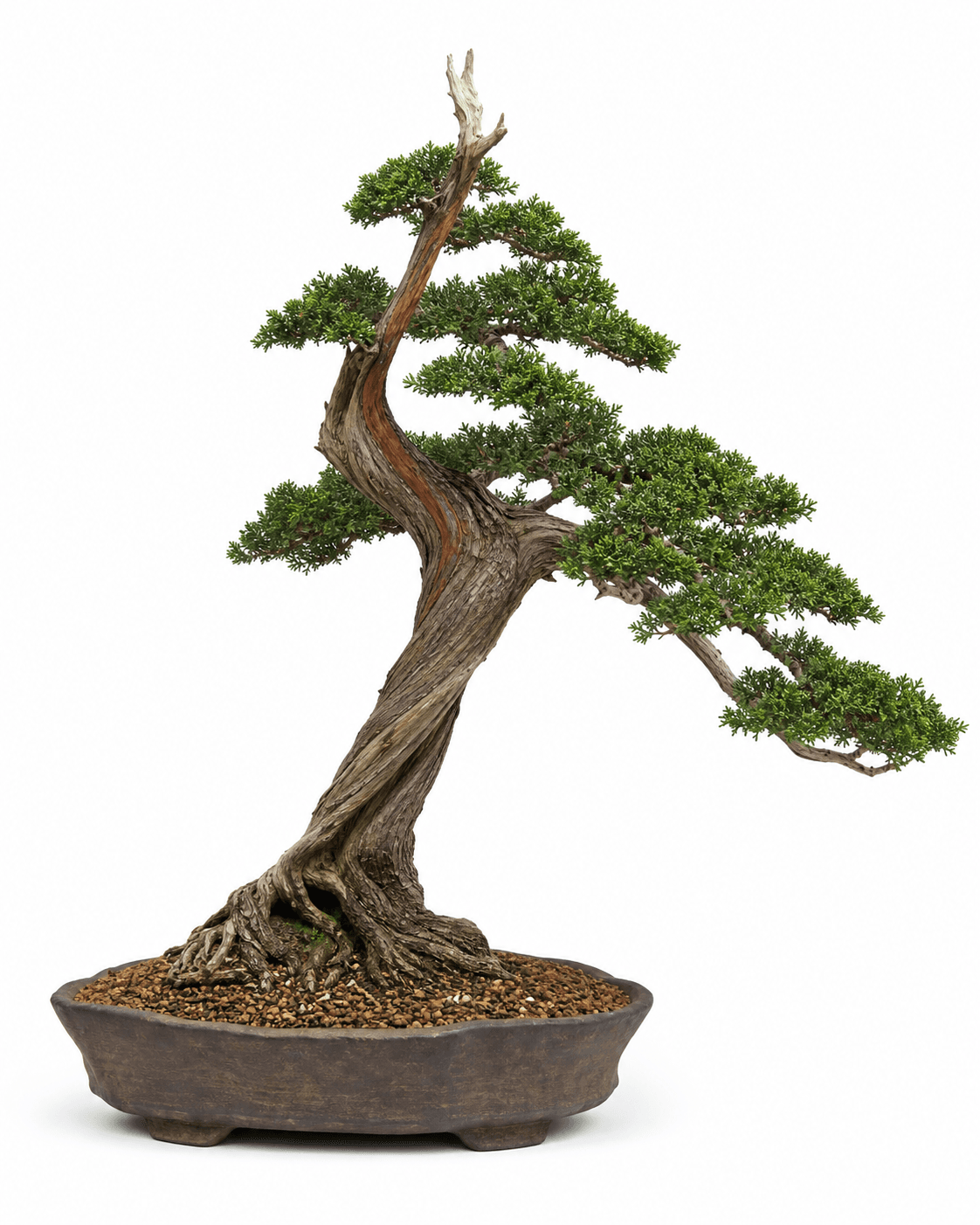Tohoku shimpaku bonsai in a sparse slanting style with compact green scale foliage, a narrow red live vein, and an unglazed charcoal-brown oval pot