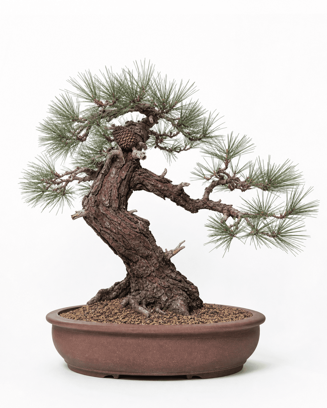 Torrey pine bonsai with long five-needle foliage, red-brown bark, a heavy cone, and an unglazed red-brown pot